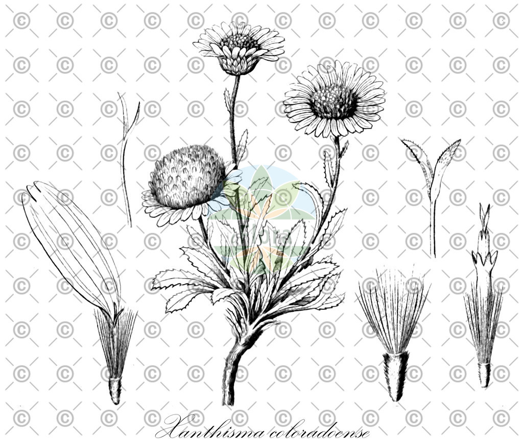 HistAbb_wfo-0000004126_2_ENZY_Simple | Historische Abbildung von Xanthisma coloradoense - Asteraceae | Historical Illustration of Xanthisma coloradoense - Asteraceae