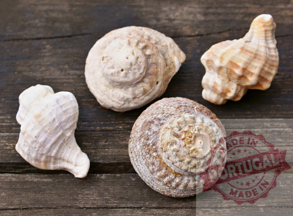 Seashells resting on aged wooden background | Seashells of various shapes and sizes displaying natural textures on dark wood - Realisiert mit Pictrs.com