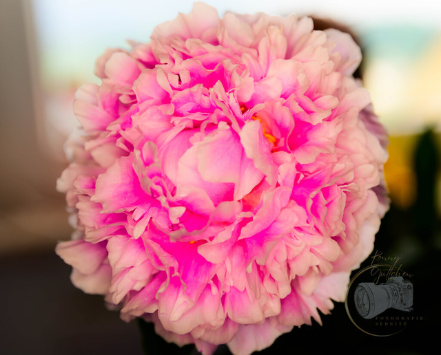 DSC_1019 | Shop für Prints Landschaftsfotografie Sächsische Schweiz Naturfotografie in Thüringen Fotos vom Findlingspark Nochten Kloster Sankt Marienstern Bilder Festung Königstein PanoramaRhododendronpark Kromlau FotogalerSchleswig-Holstein Küstenlandschaften
