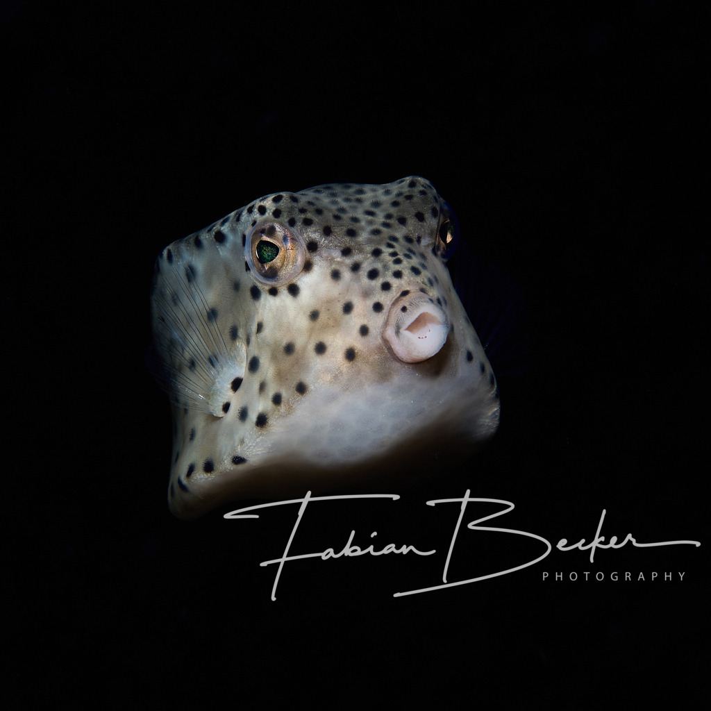 Knutschkugel | Einzigartige Wandbilder von faszinierenden Unterwasserwelten. Exklusive Kunst für Empfangsbereiche, Wohnraum oder Wartezimmer. - Realisiert mit Pictrs.com