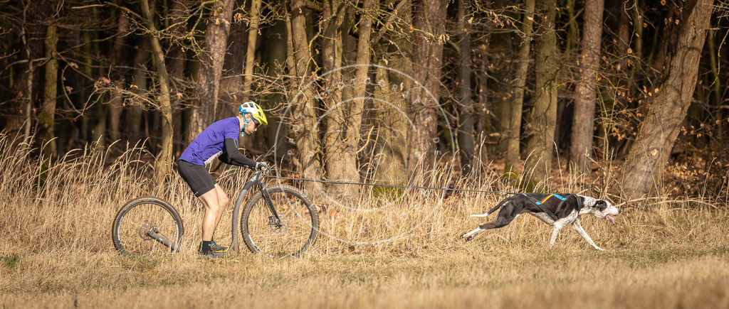 DV3A4765 | Hundefotografie, Tierfotograf, Pfotenfotografie, Fotoshooting Hund, Hunde Portrait, Hundesport, Hundeportraits, Heideshooting, Hunde, Sportfotograf, Hundefotograf, Turnierhundsport, THS,  - Realisiert mit Pictrs.com