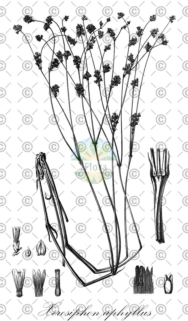 HistAbb_wfo-4000040987_1_ENZY_Simple | Historische Abbildung von Xerosiphon aphyllus - Amaranthaceae | Historical Illustration of Xerosiphon aphyllus - Amaranthaceae