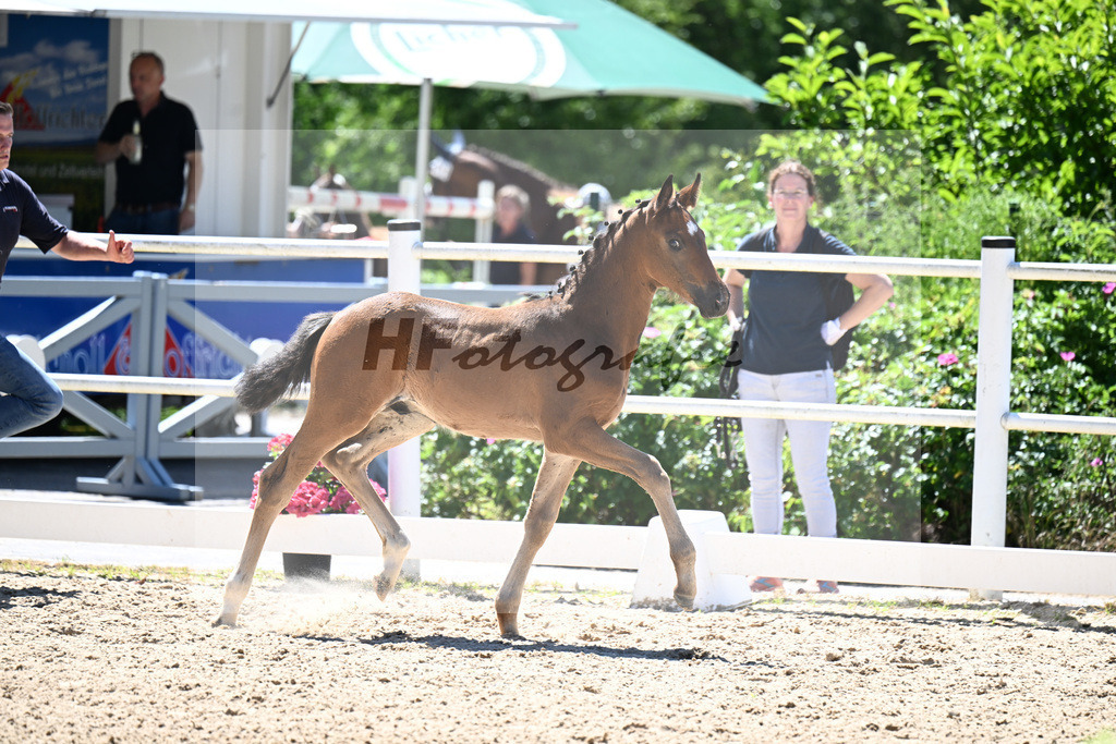 Kat-Nr. 16 Escanto PS x Secret_HF_Opper_20250865 | hf-fotografie - Realisiert mit Pictrs.com