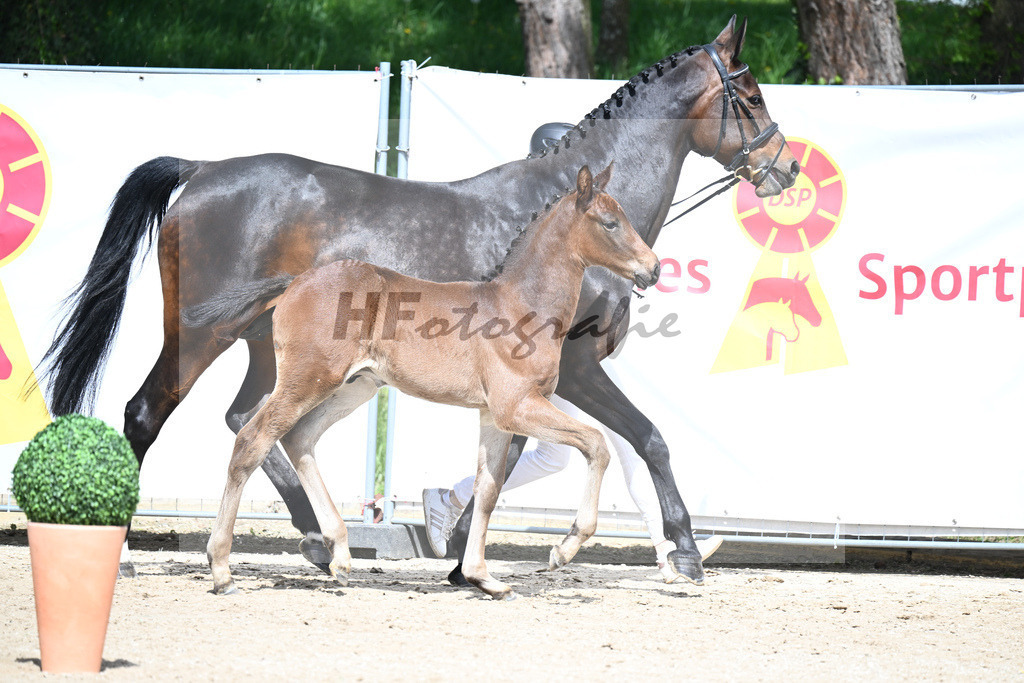 Adzaro de L Abbaye B x Cornet Obolensky_HF_Berger_11240277 | hf-fotografie - Realisiert mit Pictrs.com