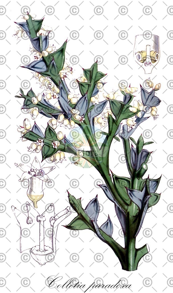 HistAbb_wfo-wfo-0000916788_1_ENZY_Simple | Historische Abbildung von Colletia paradoxa - Rhamnaceae | Historical Illustration of Colletia paradoxa - Rhamnaceae