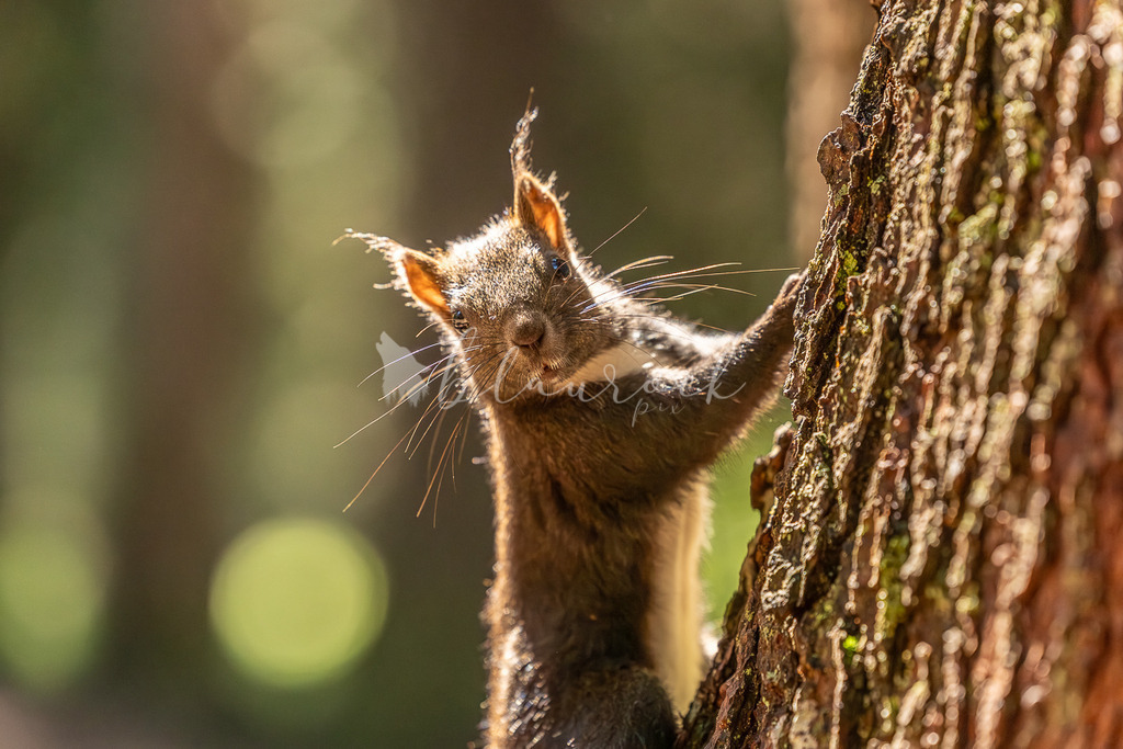 _01A5668 | Sportbilder, Sportfotograf, Hochzeits- und Eventfotografin, Flugshows, Portraits und Tiershooting, Aviation, Downhill, Nationalleague, Swissleague, International