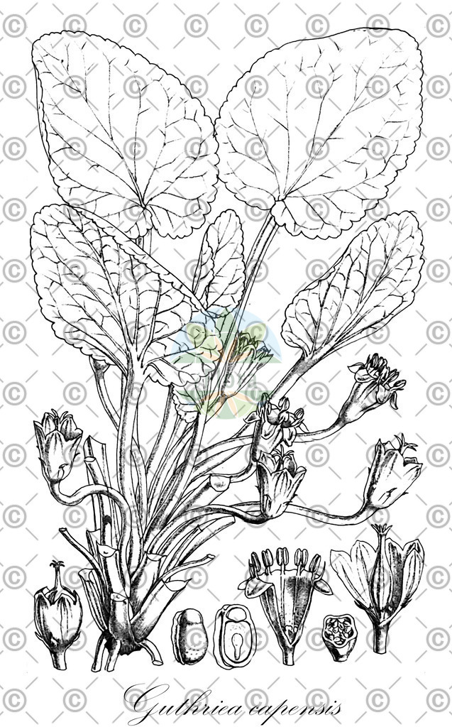 HistAbb_wfo-0001081469_1_ENZY_Simple | Historische Abbildung von Guthriea capensis - Achariaceae | Historical Illustration of Guthriea capensis - Achariaceae