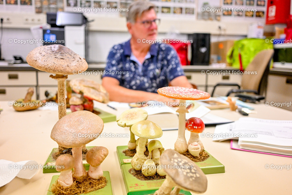 Magistrat Linz_ Speisepilzberatung_ 21.09.2023-8 | 21.09.2023,Linz, AUT, Neues Rathaus, Speisepilzberatung, im Bild Pilze, Schwammerl, werden in geniessbar-essbar und ungeniessbar-giftig von Albert Kapun (Pilzspezialist) bestimmt