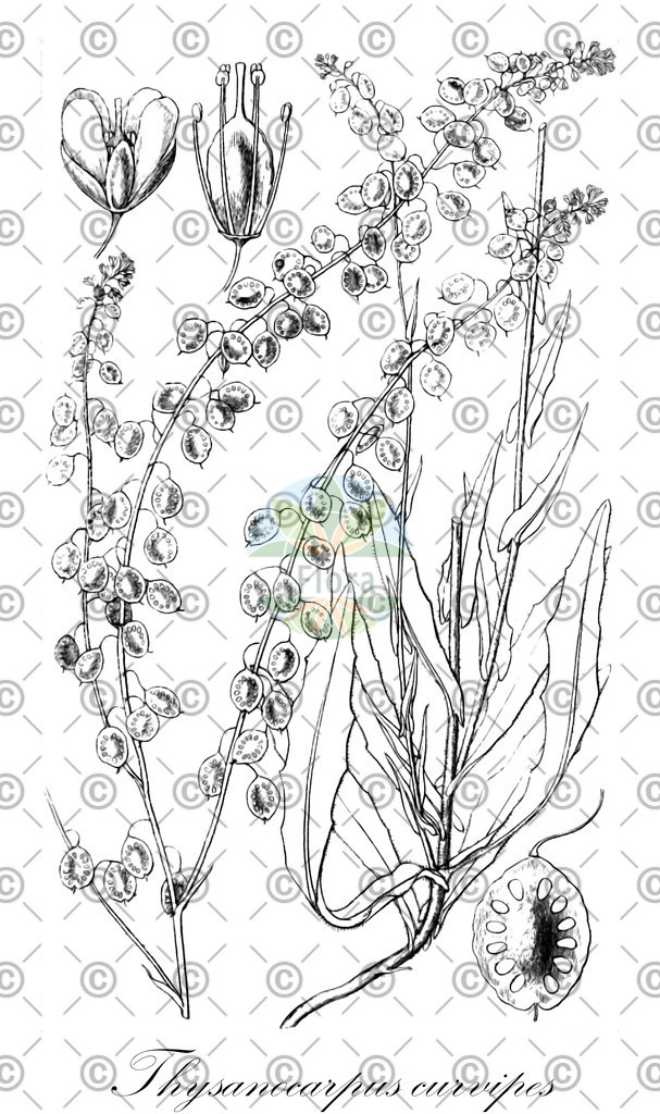 HistAbb_EMP_56191_1_SIMPLE | Historische Abbildung von Thysanocarpus curvipes - Brassicaceae | Historical Illustration of Thysanocarpus curvipes - Brassicaceae