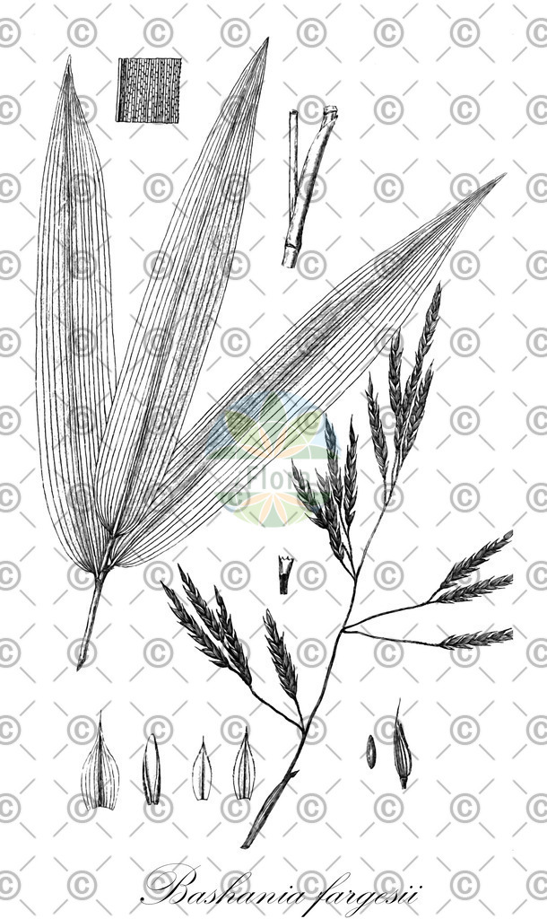 HistAbb_wfo-0000318322_1_ENZY_Simple | Historische Abbildung von Bashania fargesii - Poaceae | Historical Illustration of Bashania fargesii - Poaceae