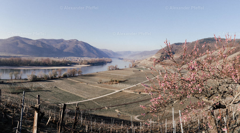 marillenbluete-wachau_c_alexander_pfeffel--26 | alexander-pfeffel - Realisiert mit Pictrs.com