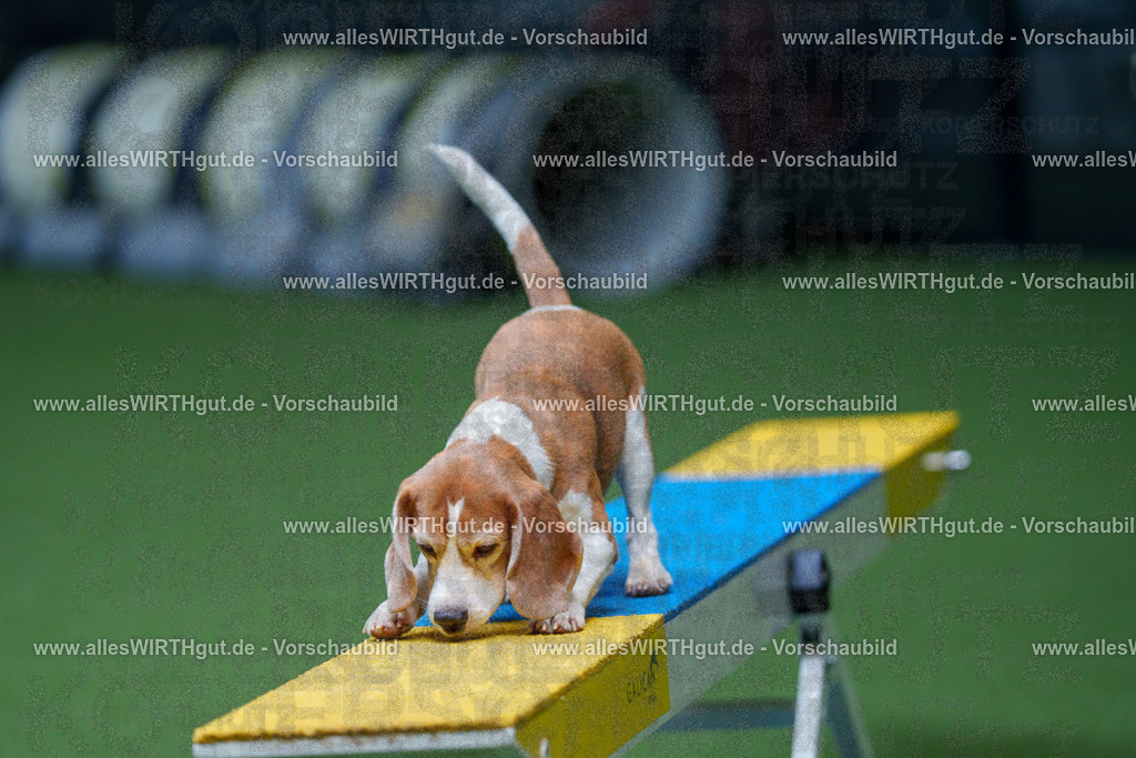 @allesWIRTHgut_Tierfotografie - www.allesWIRTHgut.de - 2604261115-7R509399 | Professionelle Tierfotografie in Mönchengladbach von Daniel Wirth (allesWIRTHgut). Liebevolle & natürliche Bilder von Hunden & Katzen für unvergessliche Erinnerungen.