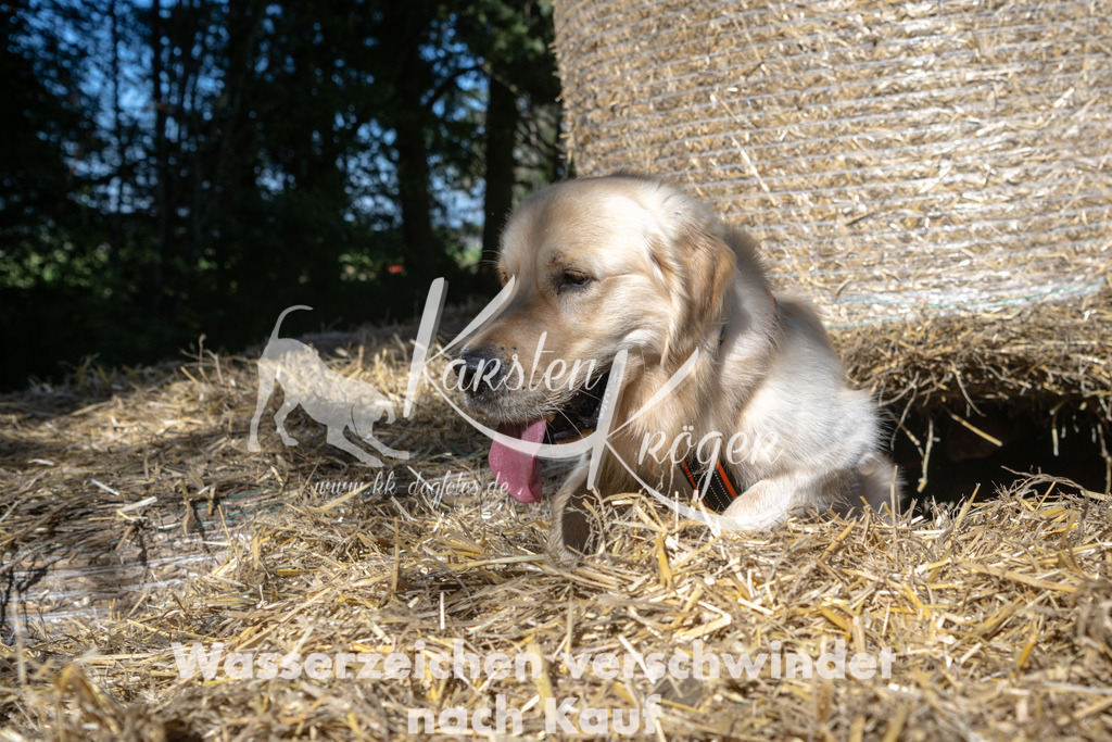 1404_ZZ92279-3 | kk-dogfotos