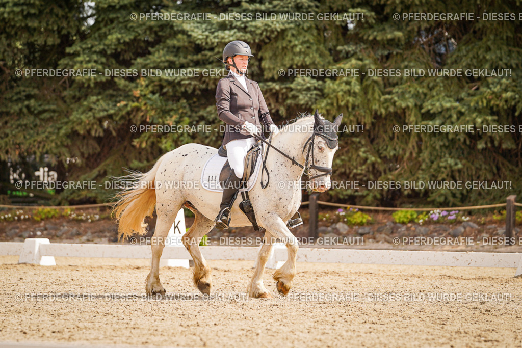 DSC01584 | Pferdegrafie