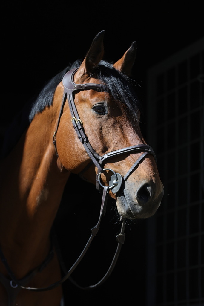 0P6A8076 | Willkommen bei Brunnmayr - Design & Fotografie – Ihrem Spezialisten für Reitturniere und Pferdeveranstaltungen in Oberösterreich, Salzburg und Bayern! Seit über 17 Jahren sind wir leidenschaftlich dabei.