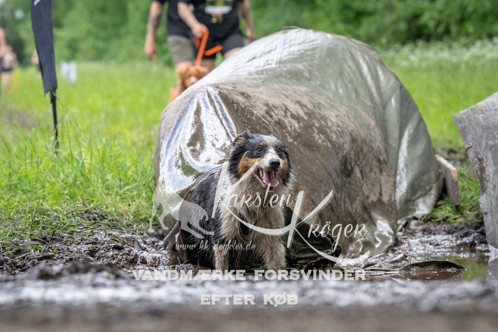 1256_ZZ94230 | kk-dogfotos