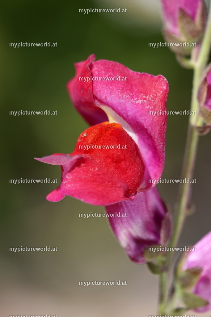 Grosses Löwenmaul-002 | Das Bilderarchiv über Tiere, Planzen und Landschaften. In der Bilddatenbank finden Sie ein große Auswahl an hochwertigen Bilder für Ihre Werbung - Realisiert mit Pictrs.com