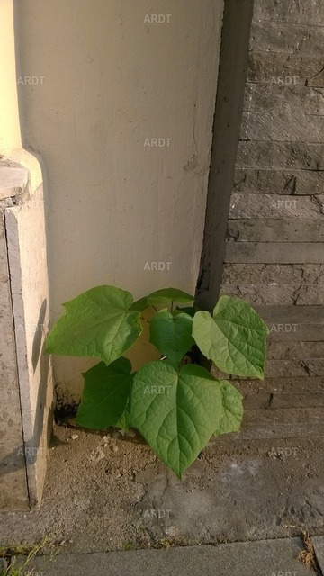 Stadt Natur 47 | ARDT Foto Kunst