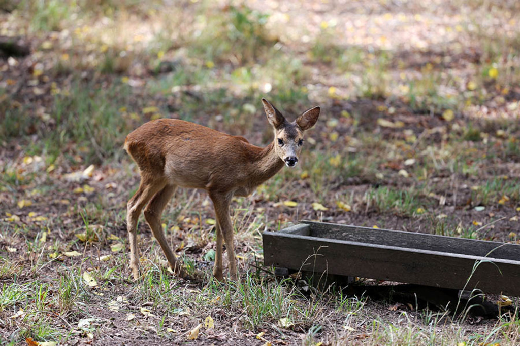 Foto: Leipzig - Wildpark Leipzig | Das Team hinter BILDLEXIKON LEIPZIG bündelt historische wie aktuelle Informationen über die Stadt Leipzig in Text und Bild auf einer Plattform und stellt diese der interessierten Öffentlichkeit zur Verfügung.