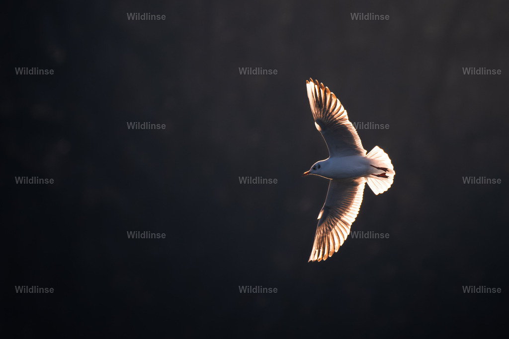 Wildlinse-251215-1 | Willkommen bei Wildlinse. Wildtierfotografien aus Schleswig-Holstein: Entdecke einzigartige Fine-Art-Prints und Poster, die Ruhe, Wildnis und die Schönheit unserer heimischen Tierwelt in dein Zuhause bringen. - Realisiert mit Pictrs.com