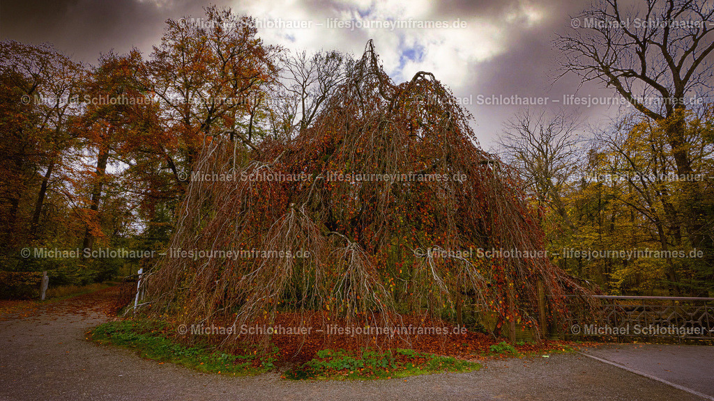 Autumn tree - Nymphenburg Castle - Germany | Wildlife- und Landschaftsfotografie als Wandbild, Poster & mehr. Einzigartige Naturmomente aus Neuseeland, Norwegen & weltweit – fotografiert von Michael Schlothauer. - Realisiert mit Pictrs.com