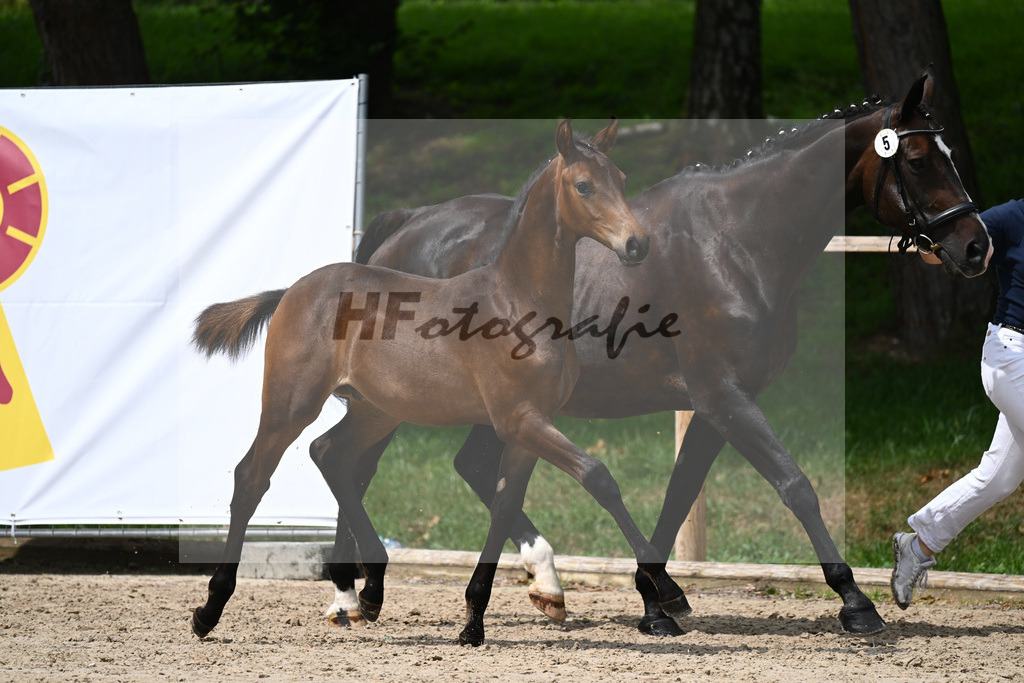 Kat-Nr. 5 HF Morricone I_Schwarz GbR_25230568 | hf-fotografie - Realisiert mit Pictrs.com