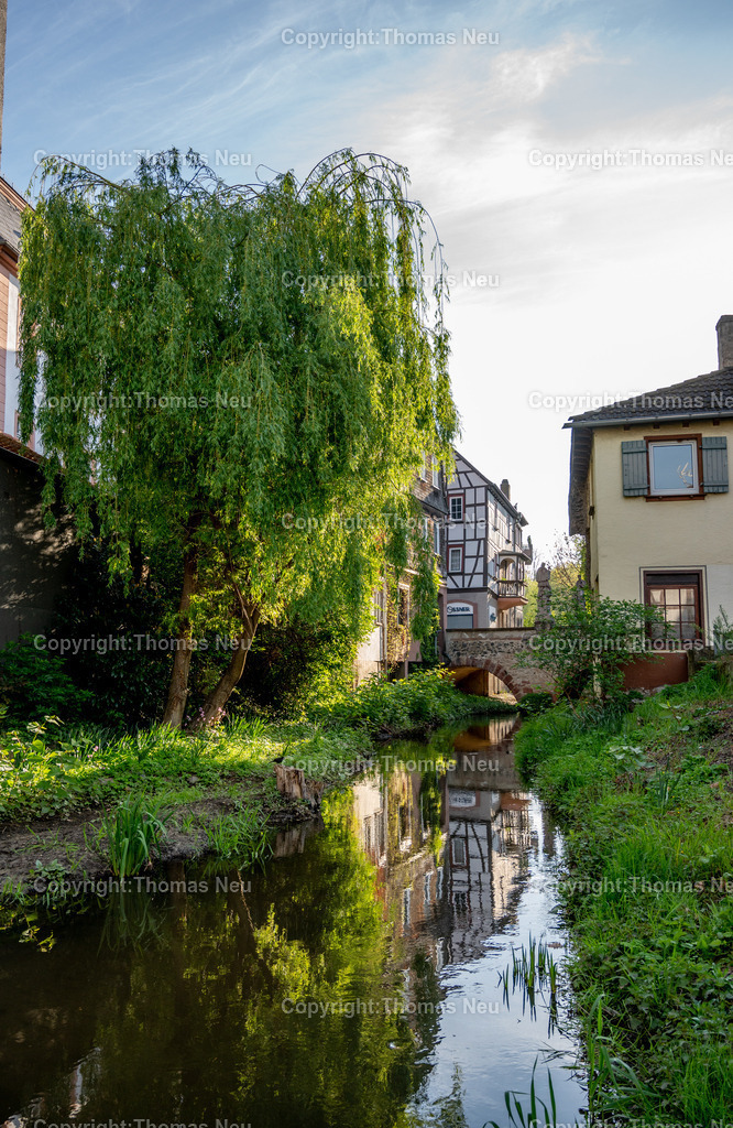 DSC_5092 | Morgenstimmung an der Lauter, Winkelbach, Die Lauter kommt aus dem Lautertal nach Bensheim geflossen und heißt hinter der Mittelbrücke in Bensheim dann Winkelbach, Unser Blick geht vom Westen in den Osten und zeigt den Bereich Winkelbach, Bild: Thomas Neu