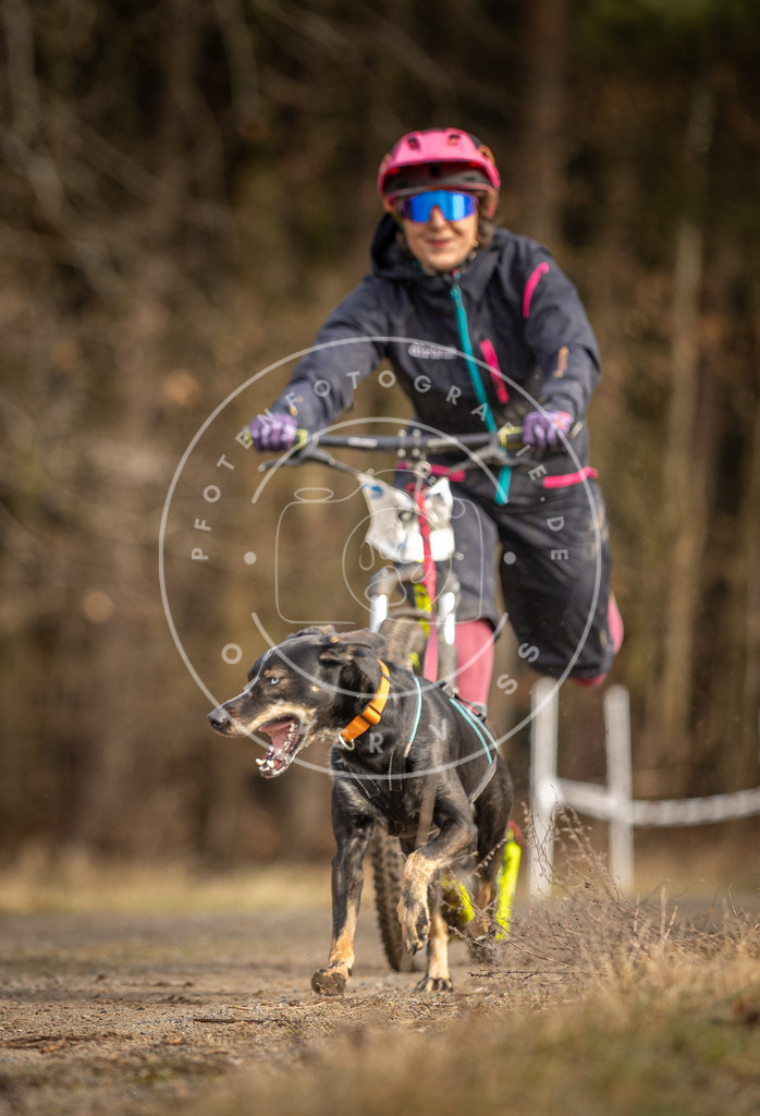 DV3A3532 | Hundefotografie, Tierfotograf, Pfotenfotografie, Fotoshooting Hund, Hunde Portrait, Hundesport, Hundeportraits, Heideshooting, Hunde, Sportfotograf, Hundefotograf, Turnierhundsport, THS,  - Realisiert mit Pictrs.com