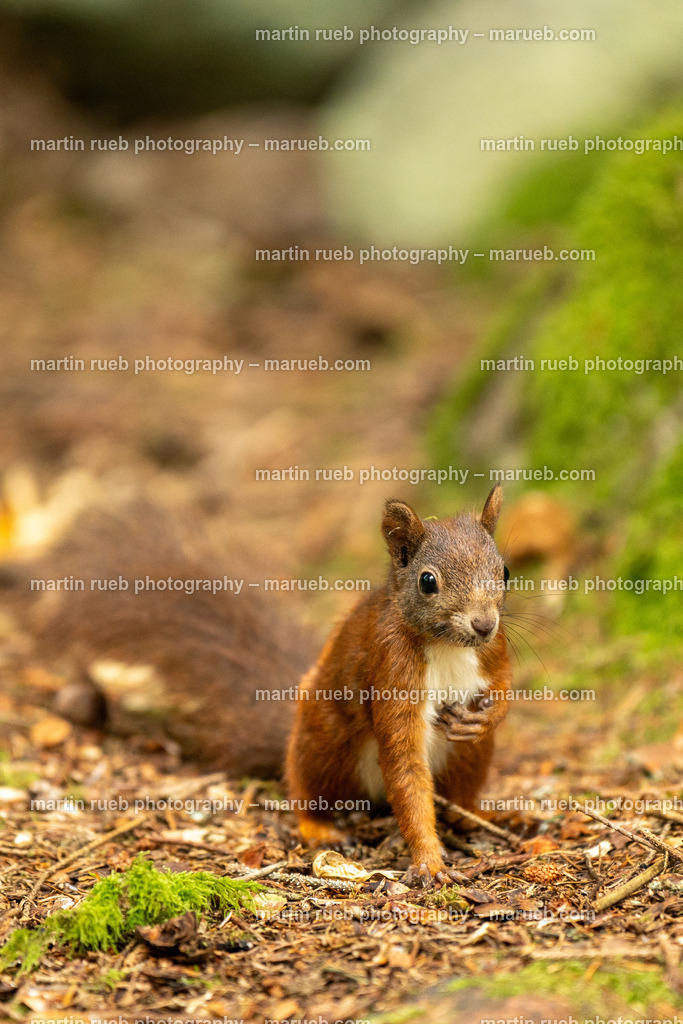 Squirrel's pulse I (vertical) | Squirrel in it's natural habitat - Realisiert mit Pictrs.com