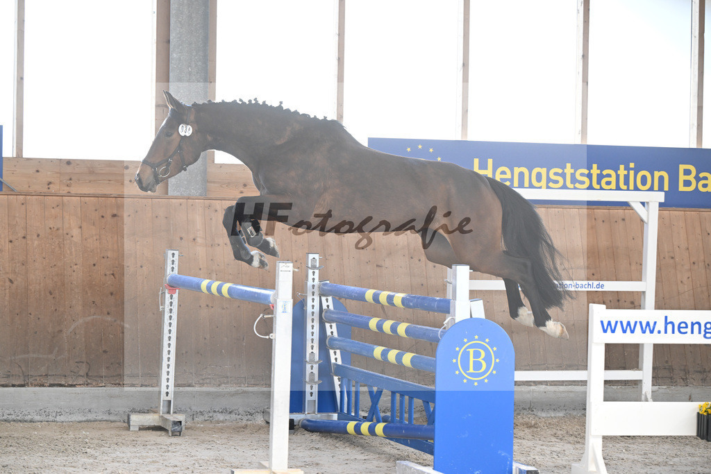 Kat-Nr. 34 Contessa v. Cullinan du Borget B_Pollnow_14261902 | hf-fotografie - Realisiert mit Pictrs.com