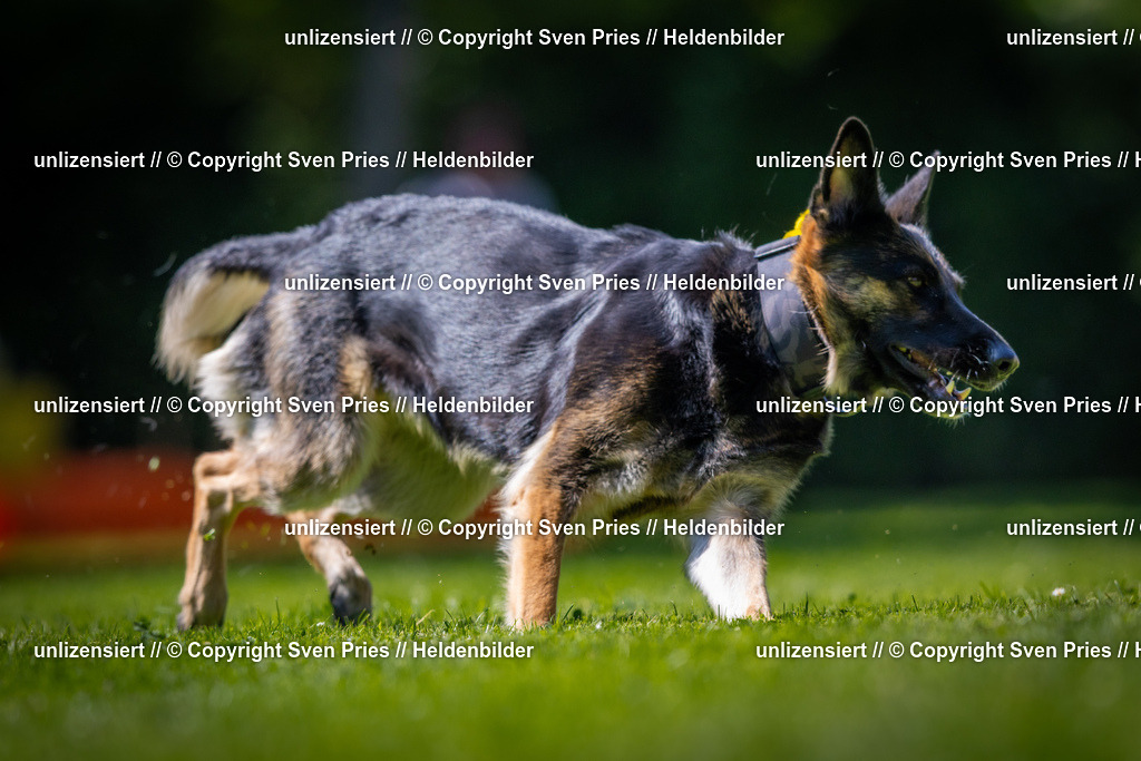 Sven Pries | 2025-08-10 - Hunderennen Durlach - Realisiert mit Pictrs.com