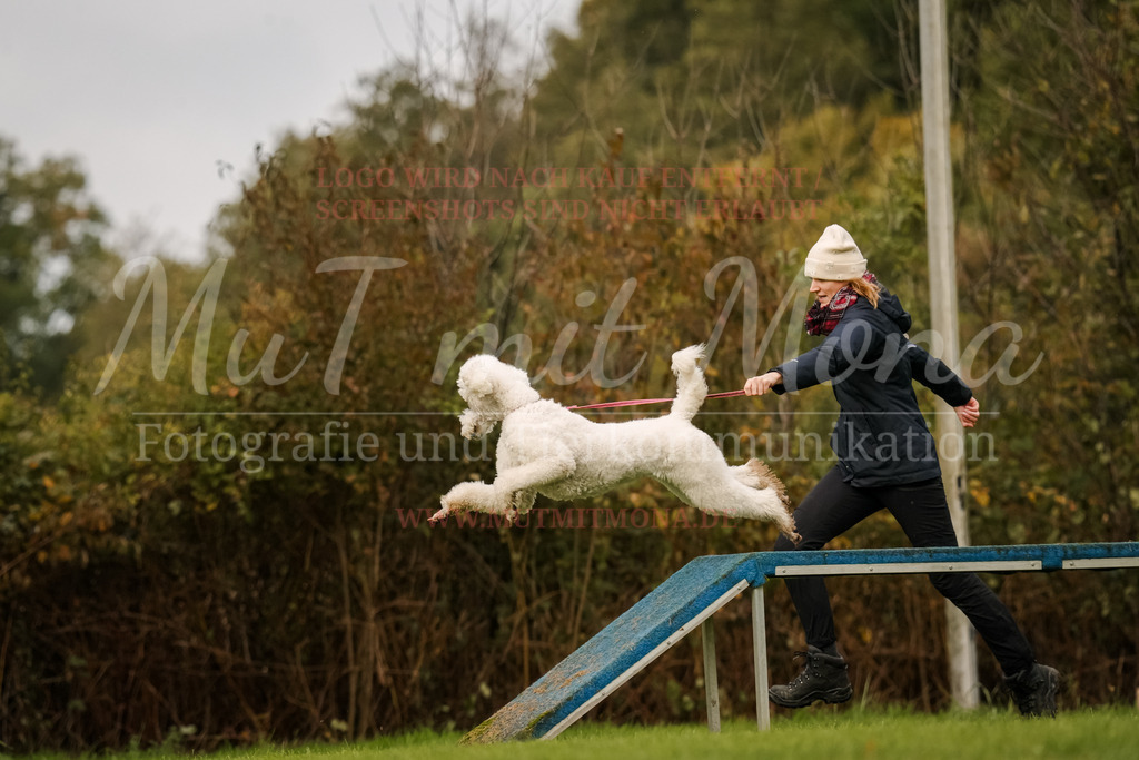 20251005_THS_Turnier-626 | MuT (Mensch und Tier) mit Mona - Fotografie und Tierkommunikation - Realisiert mit Pictrs.com