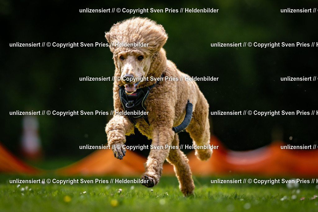 Sven Pries | 2026-05-14 - Hunderennen KA Durlach Vatertag 2026 - Realisiert mit Pictrs.com