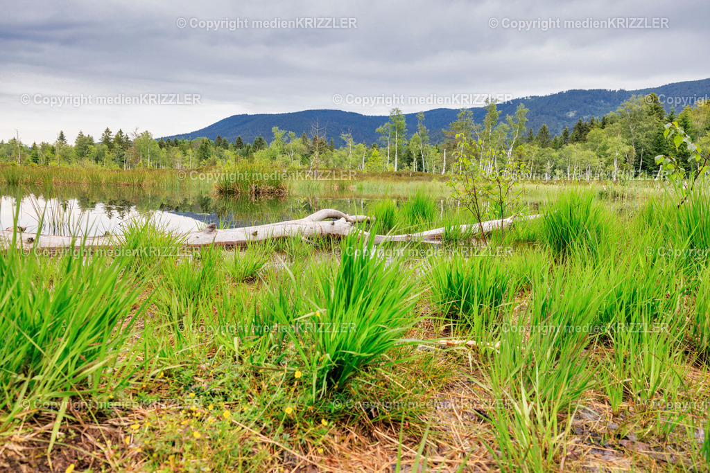 Inzeller Filzen | medienkrizzler - Realisiert mit Pictrs.com