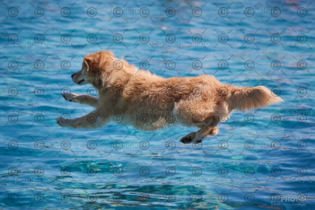 066_202509_4Hundebadetag_NZ9_2301 | proPHOTO - Realisiert mit Pictrs.com