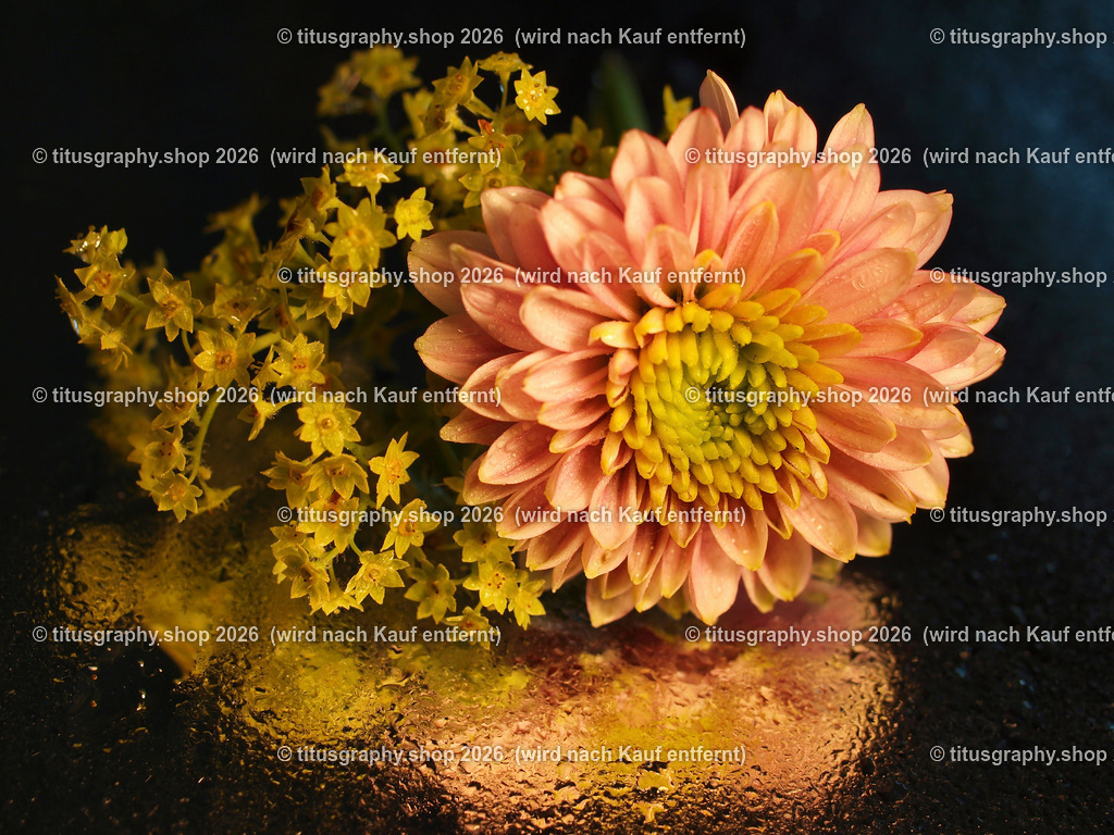 titusgraphy_P7088779-vz-ln | titusgraphy-shop: Geschenkideen mit Qualitätsfotos. titusgraphy-shop: gift ideas with quality photos. titusgraphy-shop: idées cadeaux avec photos de qualité.  - Realisiert mit Pictrs.com