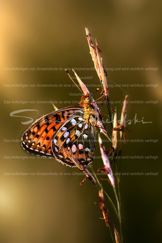 Wandbild Schmetterling | People- und Tierfotografie, Imageaufnahmen, Veranstaltungsfotografie und Wandbilder aus der Natur ★ Made in Germany ✔️ Druck + Downloads ✔️ Naturfotografie in Top Qualität ★ schneller Versand, weltweite Lieferung! - Realisiert mit Pictrs.com