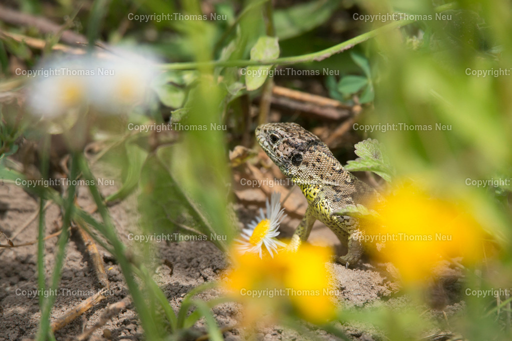 NZB_Artenvielfalt-47 | Bensheim,Naturschutzzentrum, Tag der Artenvielfalt, dritter Termin der Reihe Natuerlich. Bild: Thomas Neu