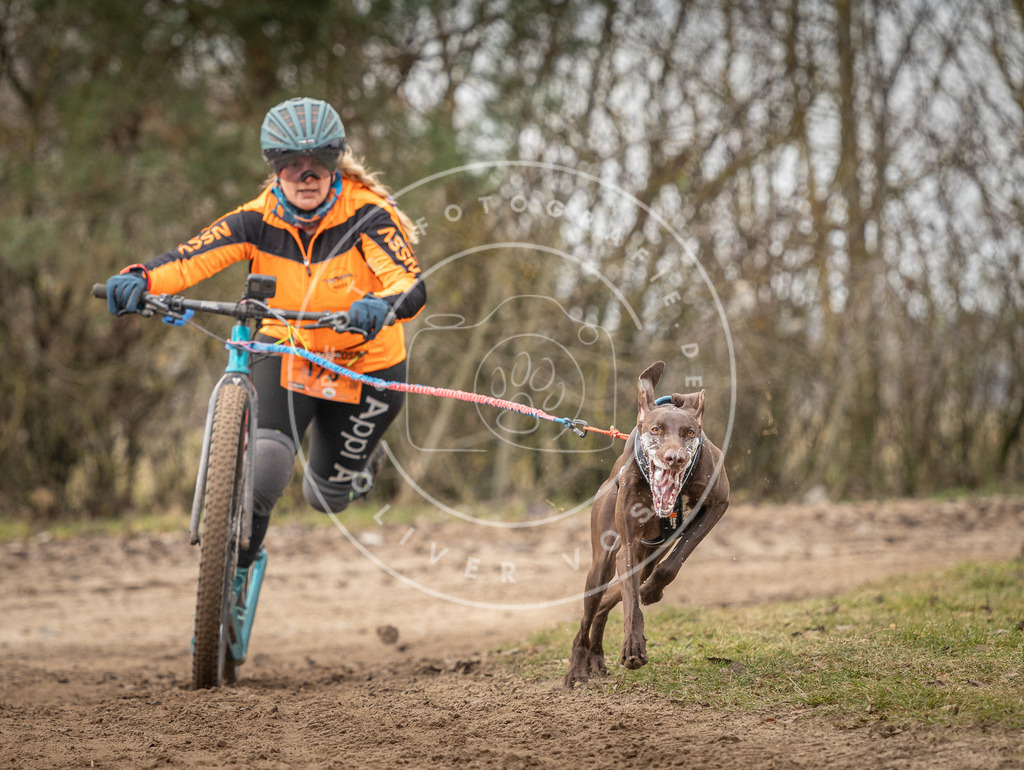 Pfotenfotografie_DV3A9433 | Hundefotografie, Tierfotograf, Pfotenfotografie, Fotoshooting Hund, Hunde Portrait, Hundesport, Hundeportraits, Heideshooting, Hunde, Sportfotograf, Hundefotograf, Turnierhundsport, THS,  - Realisiert mit Pictrs.com