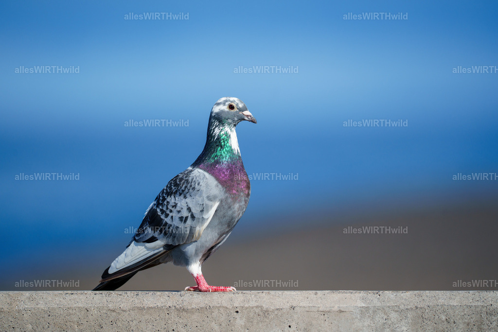 allesWIRTHgut Tierfotografie - allesWIRTHgut.de - 7IV02874 | Entdecke die faszinierende Welt der Natur- und Wildlife-Fotografie von Daniel und Bärbel. Inspirierende Bilder von wilden Tieren und kleinen Naturwundern.