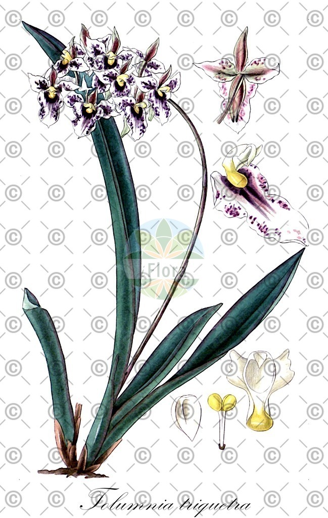 HistAbb_7XJP_1_ENZY_Simple | Historische Abbildung von Tolumnia triquetra - Orchidaceae | Historical Illustration of Tolumnia triquetra - Orchidaceae