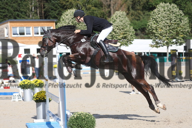 Villingendorf_2023_Prfg.Nr.014-02_Zwei-Phasen-Springprfg_Kl.M_Adrian Volckmann_Cappucino 43 (6) | Alle Fotos der Reiterjournal Fotografin Doris Matthaes im Reiterjournal Online-Fotoshop. - Realisiert mit Pictrs.com