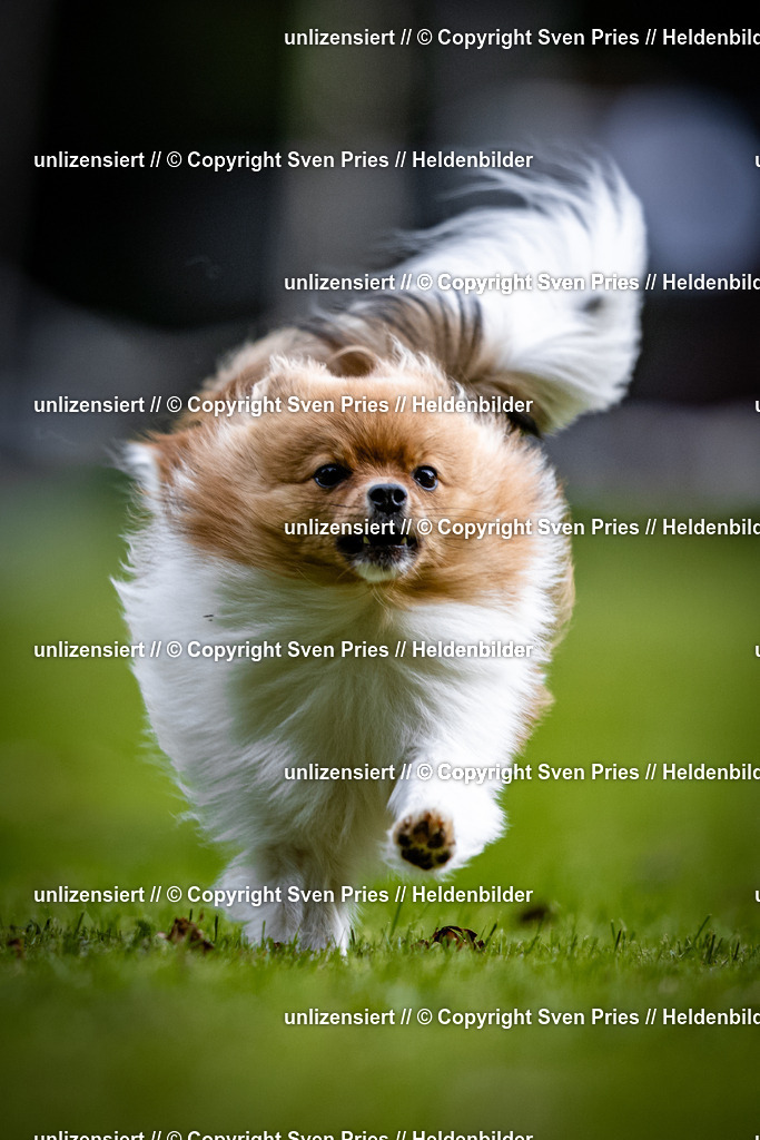 Sven Pries | 2025-10-03 - Hunderennen Obergrombach - Realisiert mit Pictrs.com