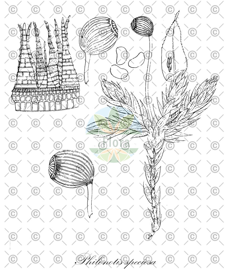 HistAbb_wfo-0001252562_1_ENZY_Simple | Historische Abbildung von Philonotis speciosa - Bartramiaceae | Historical Illustration of Philonotis speciosa - Bartramiaceae