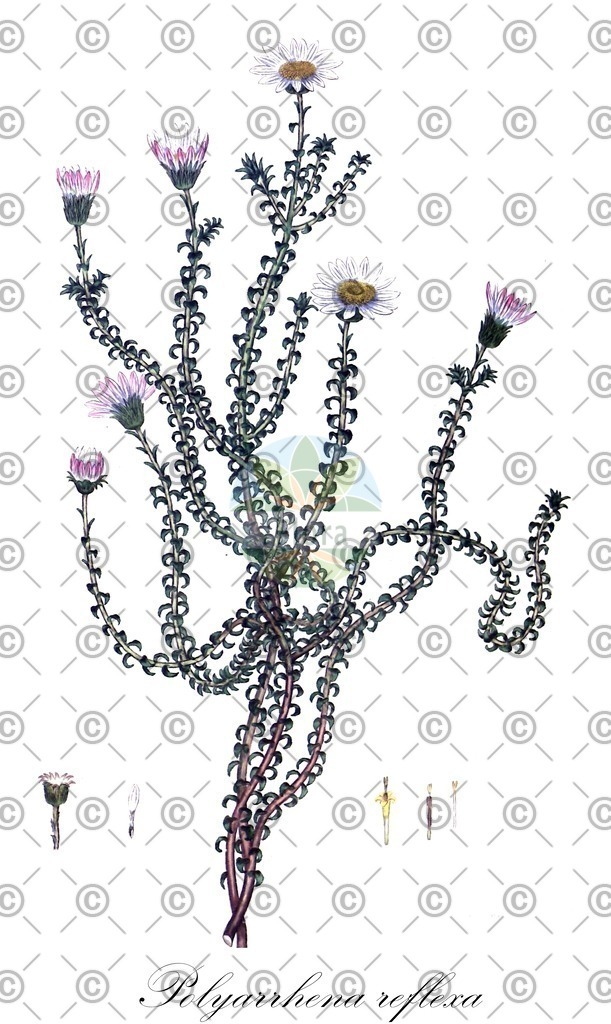 HistAbb_wfo-0001111927_2_ENZY_Simple | Historische Abbildung von Polyarrhena reflexa - Asteraceae | Historical Illustration of Polyarrhena reflexa - Asteraceae