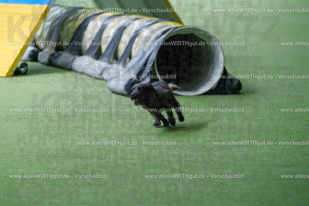 @allesWIRTHgut_Tierfotografie - www.allesWIRTHgut.de - 2604251304-7R503544 | Professionelle Tierfotografie in Mönchengladbach von Daniel Wirth (allesWIRTHgut). Liebevolle & natürliche Bilder von Hunden & Katzen für unvergessliche Erinnerungen.