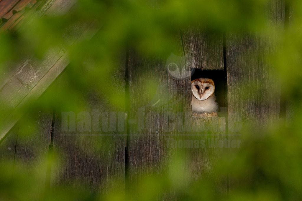 R6M34985_20260530 | Eine junge Schleiereule (Tyto alba) blickt neugierig aus einem dunklen Einflugloch in einer alten Holzwand hervor. Das Gefieder der Eule ist überwiegend weiß mit orange-braunen Akzenten im Gesicht. Unscharfe grüne Blätter im Vordergrund rahmen das Bild ein und verleihen ihm eine natürliche Tiefe. - Realisiert mit Pictrs.com