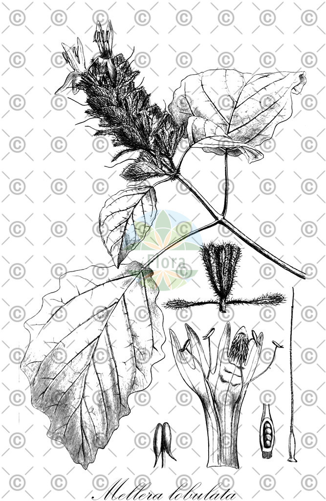 HistAbb_62Z64_1_ENZY_Simple | Historische Abbildung von Mellera lobulata - Acanthaceae | Historical Illustration of Mellera lobulata - Acanthaceae