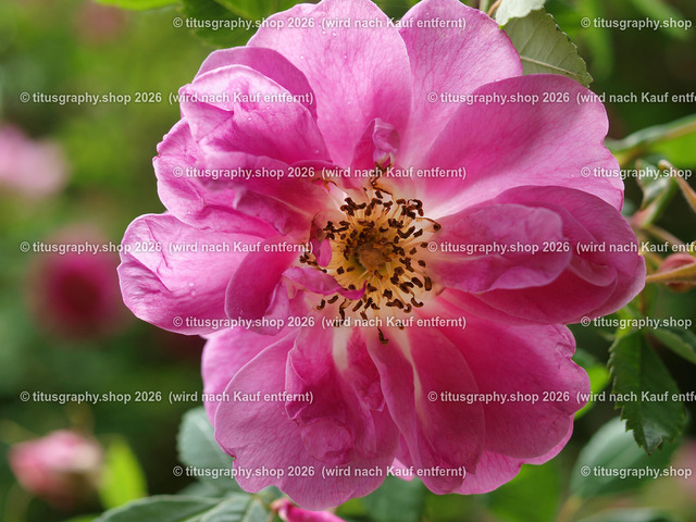 P6080329-titusgraphy-vz | Fotokunstarbeit aus der INSTAGRAM-Gallerie auf titusgraphy.eu - Realisiert mit Pictrs.com