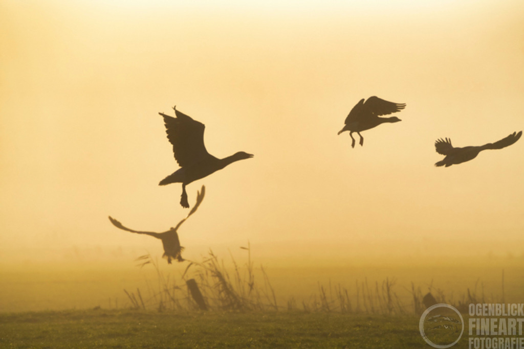 November | Björn Thiemann; Ogenblick.de; Fotografie; Photograph; Landscape, Pellworm, Schleswig-Holstein; Inselfotograf; Inselfotografien; Wattenmeer; National-Park; Naturschutzgebiet; Leuchtturm; Lighthouse; Leinwandbilder; Kalender; Pellworm Kalender;  - Realisiert mit Pictrs.com